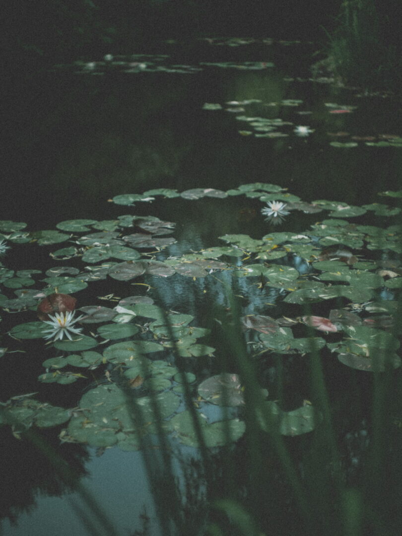 HELIAR classic 50mm f1.5 VM review 作例 レビュー 実写 直島 瀬戸内 風景 snap スナップ 地中の庭 Claude Monet landscape Naoshima
