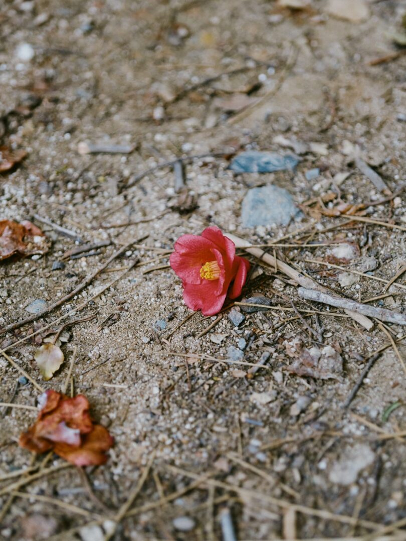 α7cII SONY SAL2470Z Vario-Sonnar T* 24-70mm F2.8 ZA SSM review snap レビュー スナップ flower