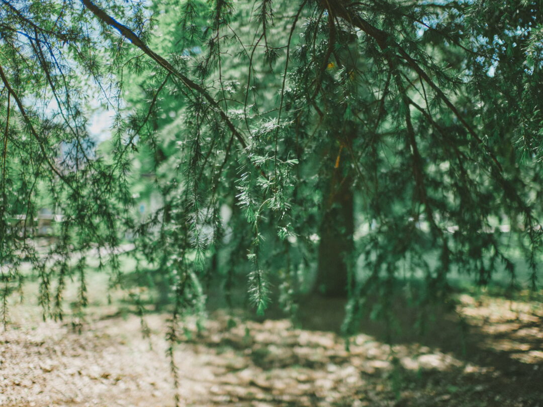 CONTAX Distagon 35mm f1.4 snap スナップ review 国立天文台 naoj mitaka 三鷹 landscape