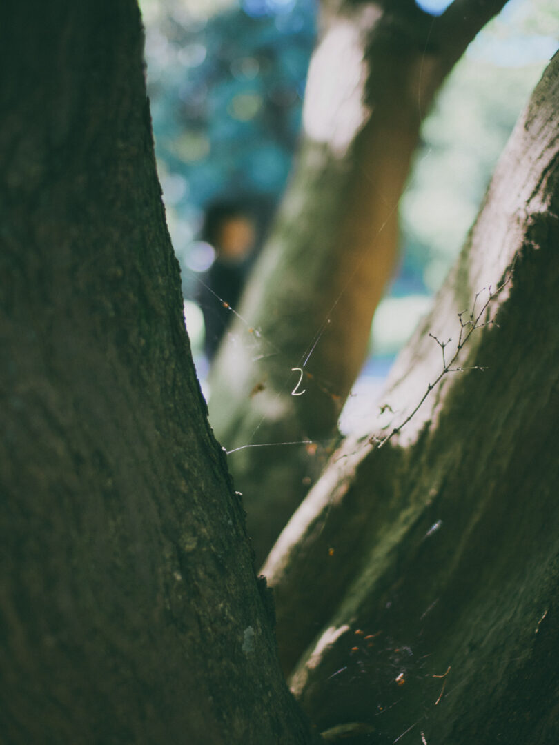 CONTAX Distagon 35mm f1.4 snap スナップ review 国立天文台 naoj mitaka 三鷹 landscape